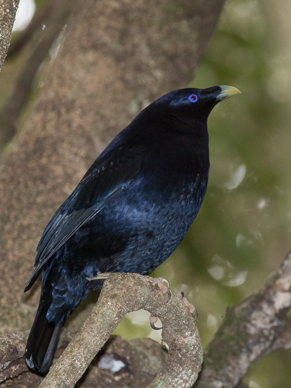 Satin Bowerbird 5DIV_AS_170415_0259.jpg