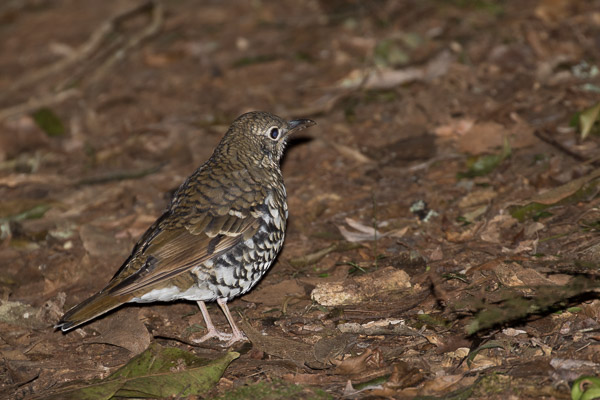 Easter 2017 5DIV_AS_170416_0267.jpg