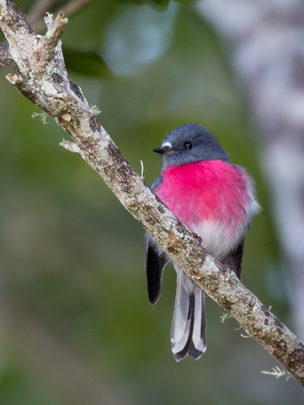 Rose Robin 5DIV_AS_170416_0293.jpg