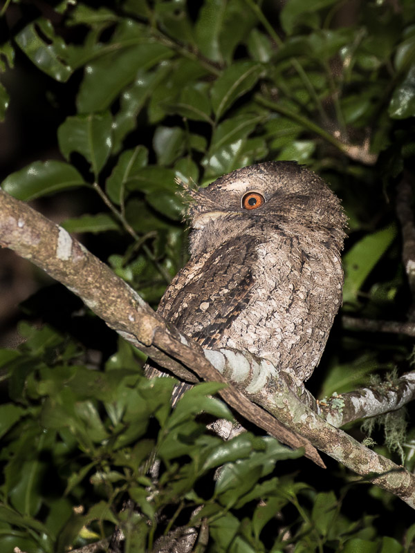 Marbled Frogmouth 5DIV_AS_170416_0333.jpg