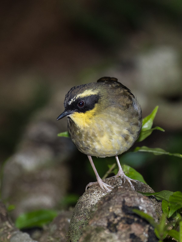 Yellow-throated Scrubwren 5DIV_AS_170417_0349.jpg