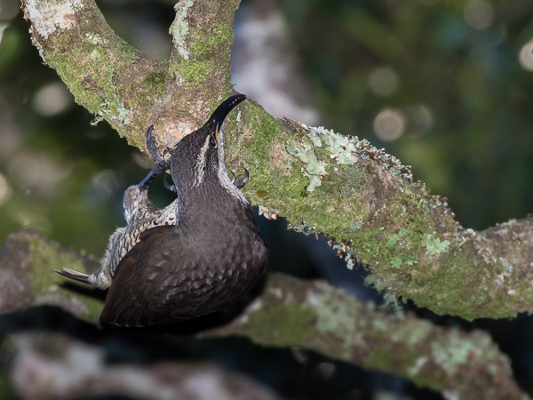 Easter 2017 5DIV_AS_170417_0354.jpg