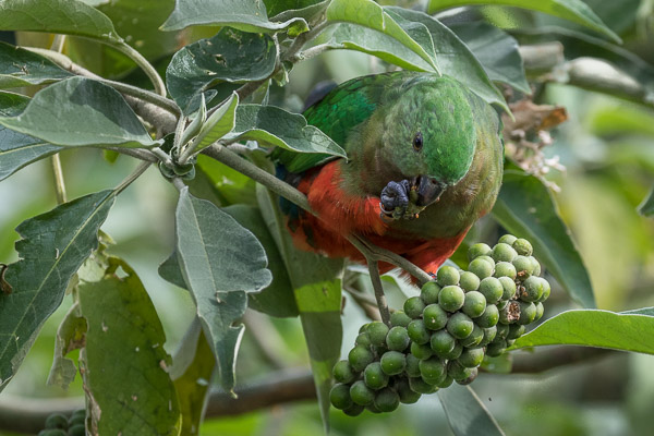 King Parrot 5DIV_AS_170417_0384.jpg