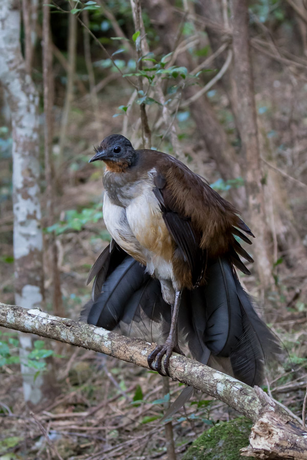 Male Albert's Lyrebird 5DIV_AS_170417_0442.jpg
