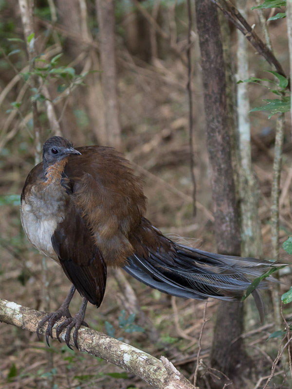 Albert's Lyrebird 5DIV_AS_170417_0453.jpg