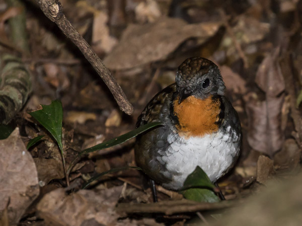 5DIV_AS_170417_0463.jpg 5DIV_AS_170417_0463.jpg