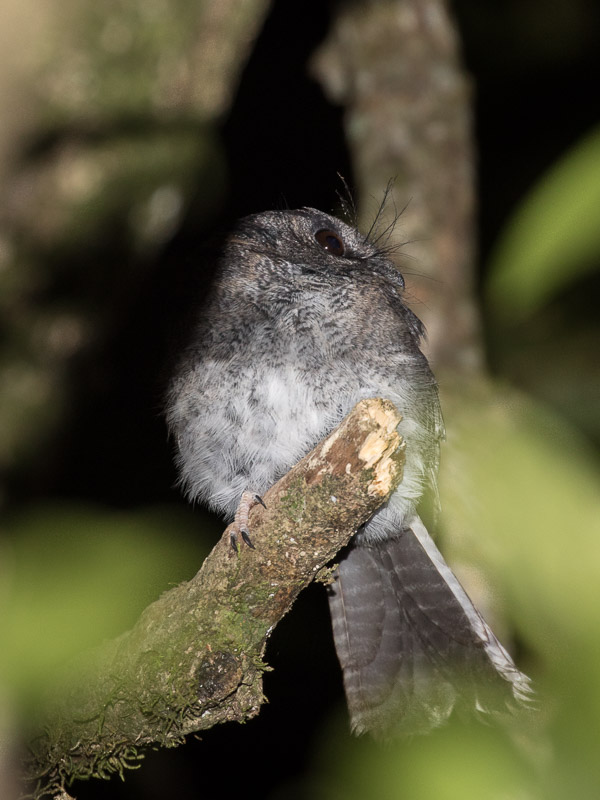 Owlet-nightjar 5DIV_AS_170417_0470.jpg