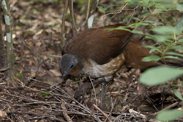 Female Albert's Lyrebird 5DIV_AS_170418_0475.jpg