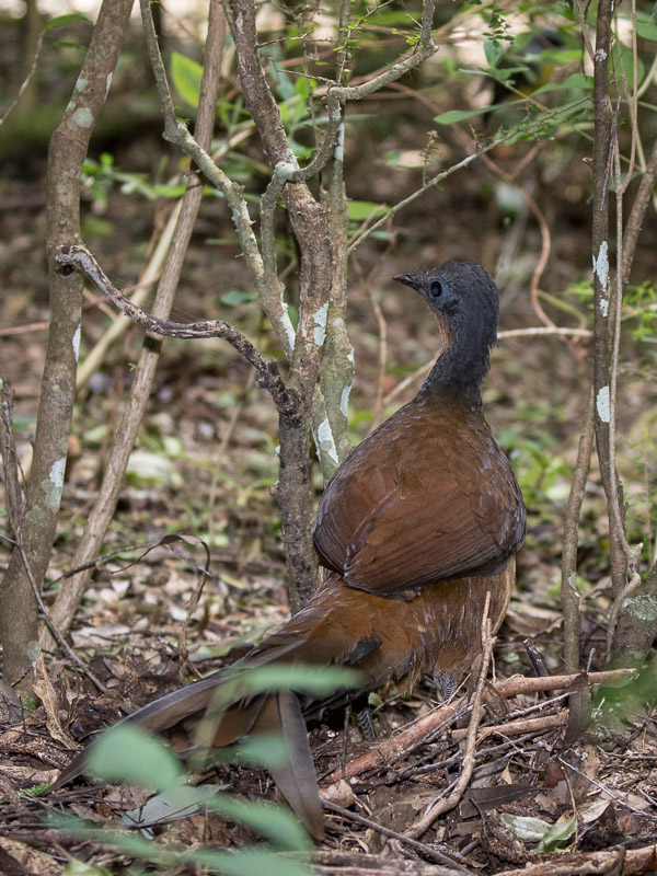 Female Albert's Lyrebird 5DIV_AS_170418_0480.jpg