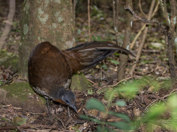 Female Albert's Lyrebird 5DIV_AS_170418_0492.jpg