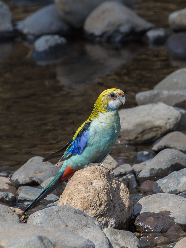 Easter 2017 5DIV_AS_170419_0602.jpg