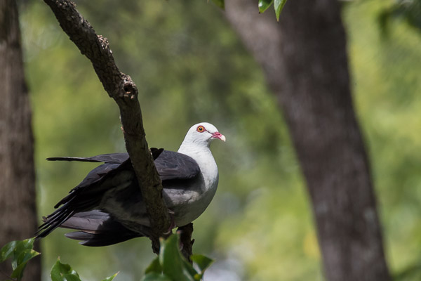 White-headed Pigeon 5DIV_AS_170419_0616.jpg