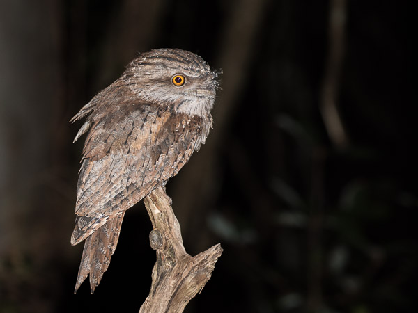 Tawny Frogmouth 5DIV_AS_170419_0719.jpg