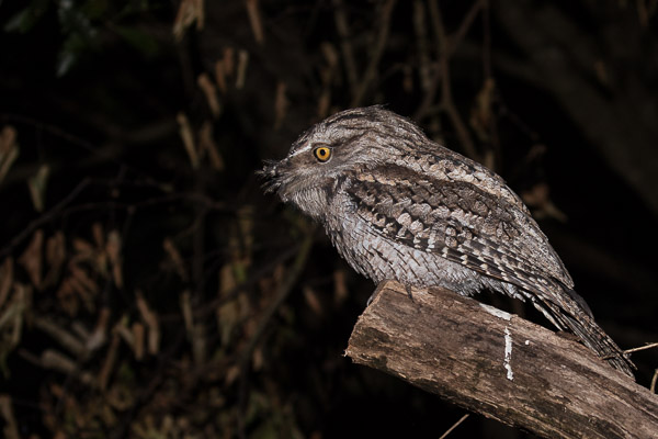 Tawny Frogmouth 5DIV_AS_170419_0749.jpg
