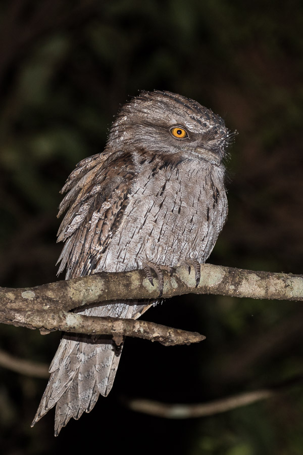 Tawny Frogmouth 5DIV_AS_170419_0757.jpg