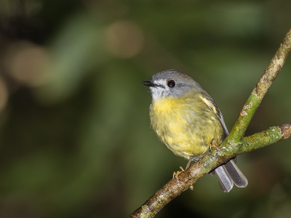 Pale-yellow Robin 5DIV_AS_170420_0769.jpg
