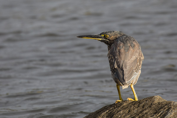 Night Heron 5DIV_AS_170420_0790.jpg