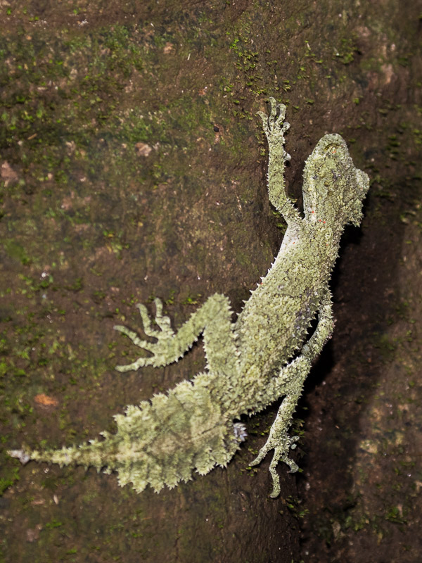 Leaf-tailed Gecko 5DIV_AS_170420_0800.jpg