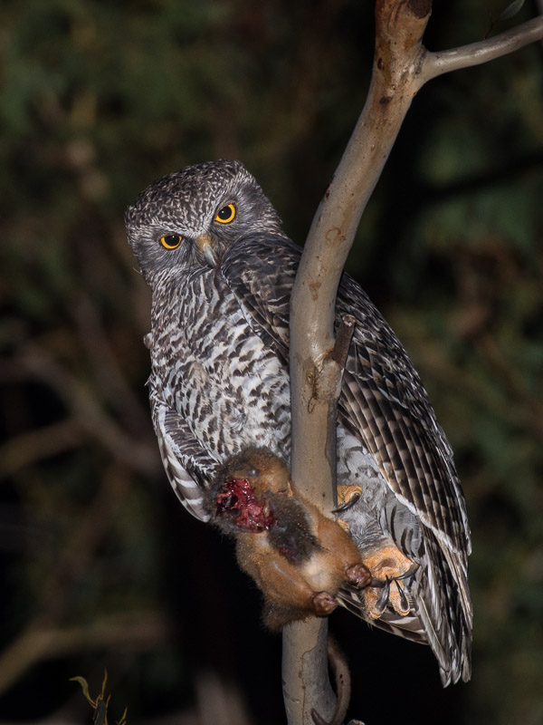 Powerful Owl 5DIV_AS_170420_0815.jpg