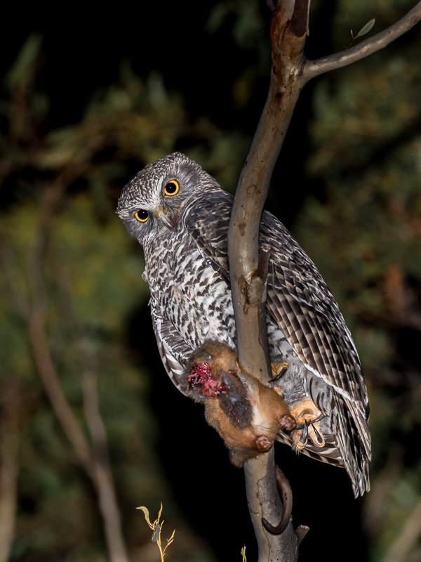 Powerful Owl with prey 5DIV_AS_170420_0820.jpg