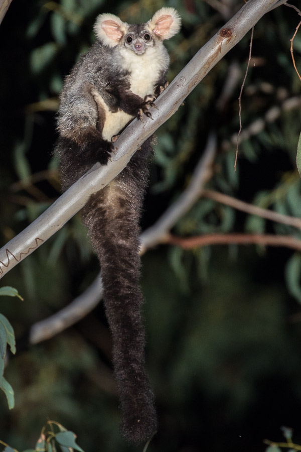 Southern Greater Glider 5DIV_AS_170420_0841.jpg