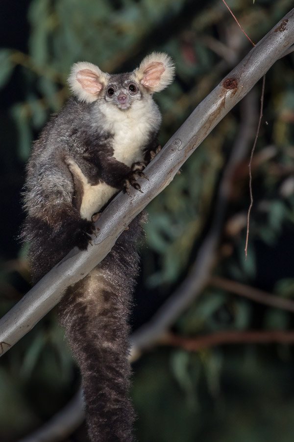 Southern Greater Glider 5DIV_AS_170420_0842.jpg