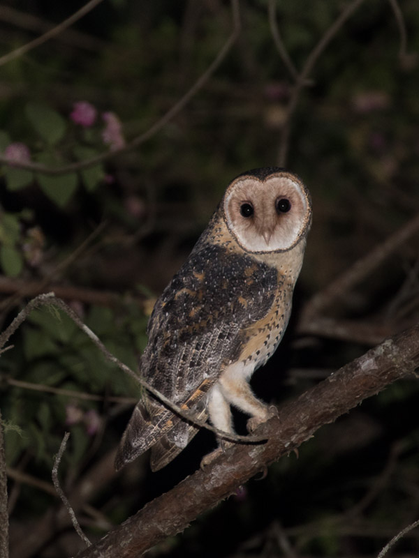 South East Queensland 5DIV_AS_170421_0861.jpg