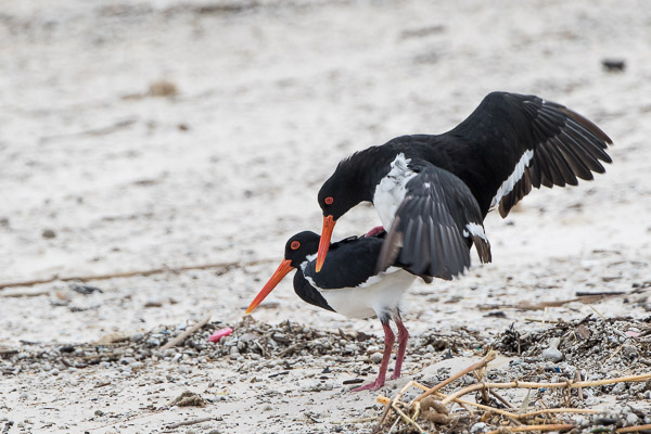 Pied Oystercatchers - mating. Babys to be expected. 7DII_AS_170413_8694.jpg