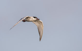 Broome 2018 5D-Mark-IV_AS_180326_1018.jpg