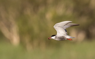 Broome 2018 5D-Mark-IV_AS_180326_1067.jpg