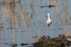 Broome 2018 5D-Mark-IV_AS_180326_1099.jpg