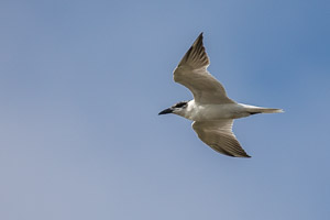 Broome 2018 5D-Mark-IV_AS_180326_1101.jpg