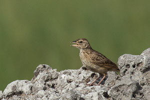 Broome 2018 5D-Mark-IV_AS_180326_1161.jpg