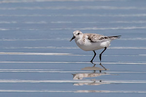 Broome 2018 5D-Mark-IV_AS_180326_1276.jpg