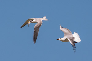 Broome 2018 5D-Mark-IV_AS_180327_1377.jpg