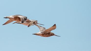 Broome 2018 5D-Mark-IV_AS_180327_1408.jpg
