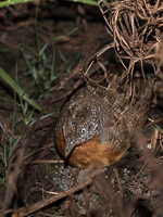 Broome 2018 5D-Mark-IV_AS_180327_1460.jpg