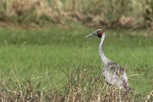 Broome 2018 5D-Mark-IV_AS_180330_1749-Bearbeitet.jpg