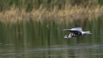 Broome 2018 5D-Mark-IV_AS_180330_1779.jpg