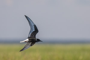 Broome 2018 5D-Mark-IV_AS_180330_1822.jpg
