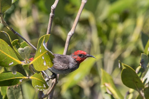 Broome 2018 5D-Mark-IV_AS_180331_1918.jpg