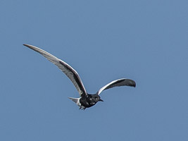 Broome 2018 5D-Mark-IV_AS_180331_1920.jpg