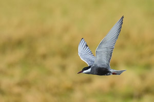 Broome 2018 5D-Mark-IV_AS_180331_2007.jpg