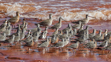 Broome 2018 7D-Mark-II_AS_180325_9415.jpg