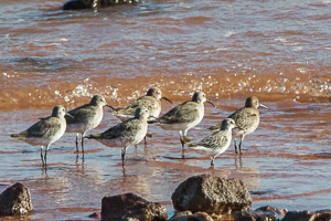 Broome 2018 7D-Mark-II_AS_180325_9424.jpg