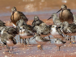 Broome 2018 7D-Mark-II_AS_180328_9623.jpg