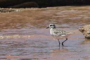 Broome 2018 7D-Mark-II_AS_180328_9663.jpg