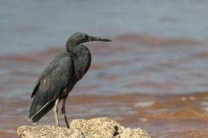 Broome 2018 7D-Mark-II_AS_180329_9674.jpg