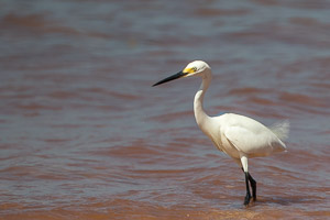 Broome 2018 7D-Mark-II_AS_180329_9678.jpg
