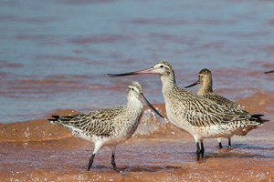 Broome 2018 7D-Mark-II_AS_180329_9681.jpg